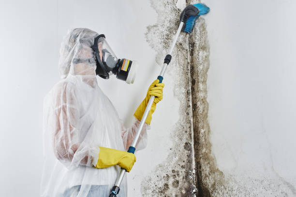 Best Insurance-Related Mold Remediation in East Glenville, NY