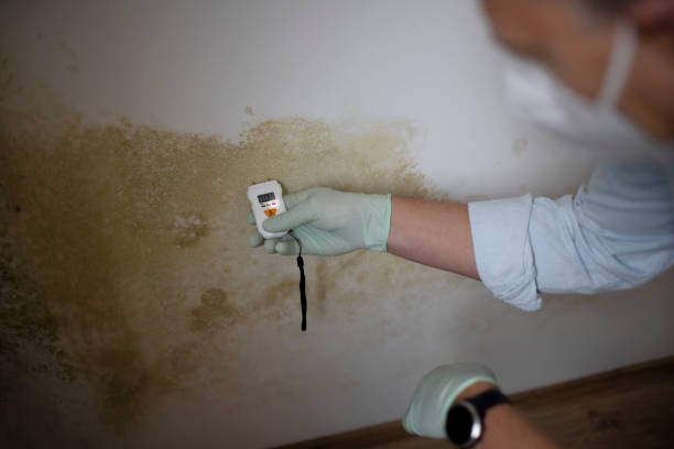 Best Health and Safety Mold Remediation in East Glenville, NY